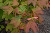 Red/Burgundy young leaves. Cordate opposite with 7-9 lobes