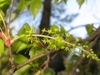 Spike of light green corymbs at the base and buds at the tips.