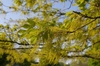 Bunches of green/yellow pendulous flowers at the stem tips