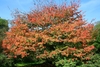 Mushroom-like spreading globus habit of a mature tree in fall