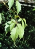 Elliptical deeply serrated opposite leaves with pointed tips.
