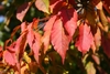 Ovate serrated opposite red leaves with pointed tips in fall