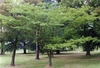 Mushroom-like wide spreading habit of young trees in a park.