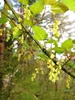 Green stem with leaves & drooping spikes of light-yellow corymb
