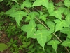 Ovate-triangular alternate leaves with 3 lobes on a green stem