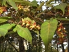 Pendulous female flowers with winged red samaras & yellow petals