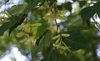 Pendulous spikes of green winged samaras and leaves