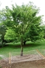 Multi-trunked spreading habit