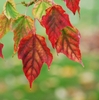 Several leaves in fall ranging from bright red to green-yellow.