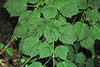 Dark green ovate leaves weakly 3-lobed and serrated margins