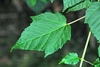 Green leaf underside with vein rigdes radiating from a petiole