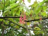 Bunches of female flowers & young leaves on stems.
