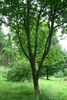 Multi-trunked rounded habit
