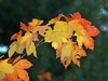 Fully yellow to fully red leaves on a stem tip in fall.