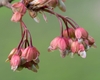 Flowers with salmon sepals & emerging twin salmon stigmas