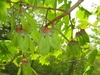 Green winged fruits with 'horns' at the mid-fruiting structures