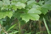Green ovate lobed opposite leaves