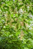 Drooping stem with leaves pendulous pink winged samaras