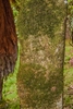 Brown smooth bark with clumps of green growth (moss?)