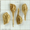 Shriveled light brown dried fruiting structures - seeds
