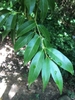 Branch with dark green glossy simple opposite lanceolate leaves.