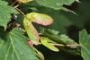 Green samara with red edges on a long red stalk