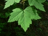 Green palmately lobed leaf with deep serrations