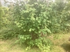 Multi-trunked shrubby habit