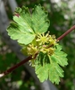 Light yellow male flower cymes on a red stalk
