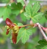 Female flower cyme with red winged samara