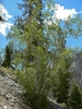 Multi-trunked erect habit