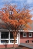Multi-trunk erect habit with orange leaves in fall