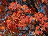 Red and orange fall leaves on branches