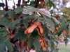 brownish orange single samaras on short stalks,
