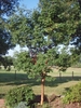 Upright oval habit of a young tree showing a reddish trunk
