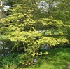 Dwarf, layered, deciduous multi-trunked shrubby habit.