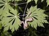Palmately compound opposite light green leaves & samaras