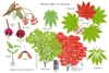 Illustration of all the details of this species.