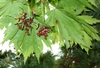 Bunch of pendulous maroon flowers on long stalks & green samaras