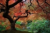 Multi-trunked spreading habit. Shades of orange leaves in fall