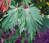 Medium green leaves are opposite rounded, palmate & fern-like