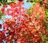 Japanesse maple leaves in fall red color