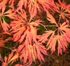 Shades of bright orange 8-10 fern-like individual lobes in fall