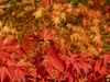 Branch of bright red and orange leaves in fall