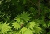 Light green young leaves with 10 serrated lanceolate lobes.