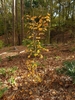 Erect habit of a young tree.