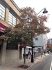 Oval medium dense habit of a tree on a sidewalk.