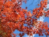 Branches with orange leaves in fall