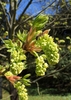 Young green flowers & buds in pendulous chain-like raceme