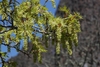Bunches of green/yellow pendulous flowers at the stem tips